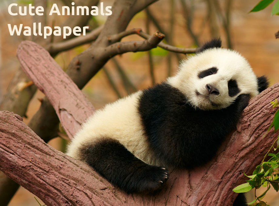 A Cute Animals Wallpaper For Chrome New Tab With 170 Beautiful Photos